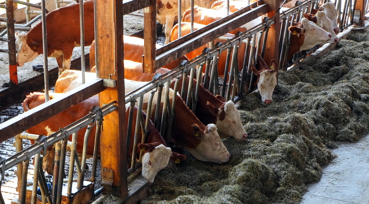 dairy cows in barn